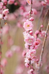 日本の梅園の梅