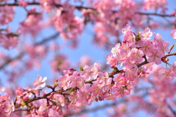 Obraz premium 桜 春 岡山 中国地方