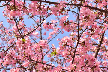 Fototapeta premium 桜 春 岡山 中国地方