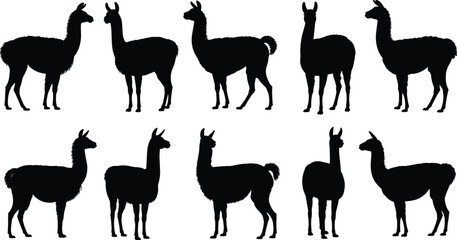 Collection of llama and alpaca silhouettes isolated on white background, black camelid vector illustrations in standing poses for farm and wildlife design © Taslima