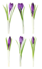 Fototapeta premium Purple crocus flowers isolated on white, set