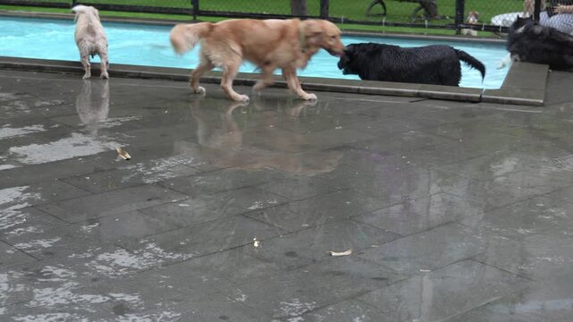 Happy dogs playing and swimming in outdoor pool