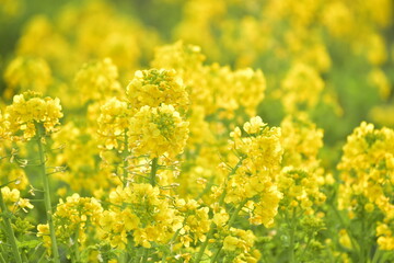 Fototapeta premium 菜の花 岡山 笠岡ベイファーム