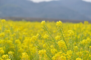 Obraz premium 菜の花 岡山 笠岡ベイファーム