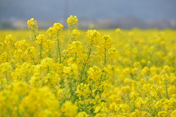 Obraz premium 菜の花 岡山 笠岡ベイファーム