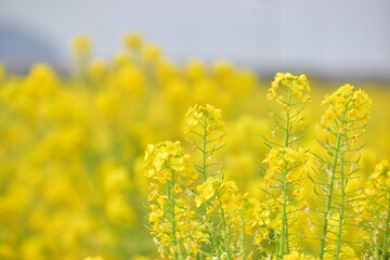 Obraz premium 菜の花 岡山 笠岡ベイファーム