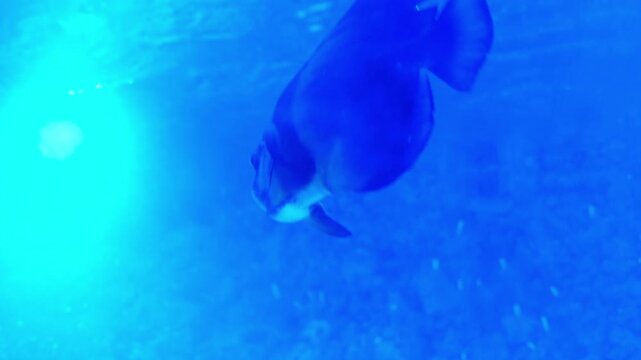 A striped batfish swims slowly through the illuminated blue water of an indoor aquarium exhibit.