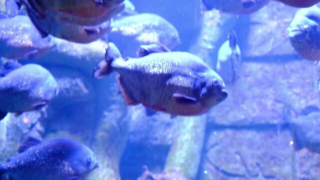 Piranhas gracefully navigate through a dimly lit blue freshwater aquarium.