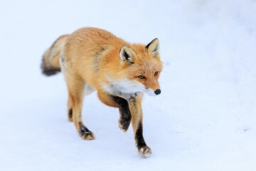 Obraz premium キタキツネ