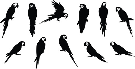 Parrot silhouettes collection, flat vector illustration, tropical birds macaw cockatoo wildlife animal poses design elements icon branding print web poster © Sarjina's World