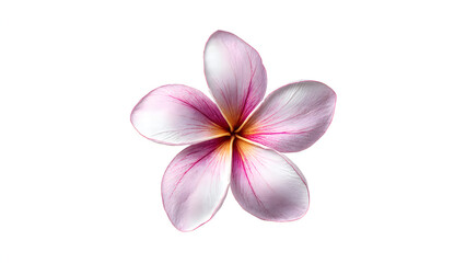 Obraz premium A delicate pink orchid flower with soft purple and white hues standing out elegantly