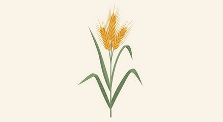 Fototapeta premium Wheat stalks with green leaves on white