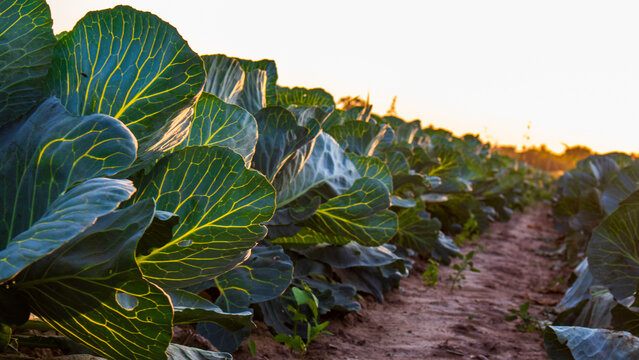 Cabbage plants grow in rows under evening light