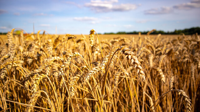 Wheat plants grow tall and golden in a field during daytime