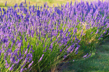 Fototapeta premium Lush lavender bushes covered with vibrant purple blooming flowers growing in a sunny summer garden or meadow background. Aromatic medicinal herb, herbal therapy, cosmetics, and natural wellness