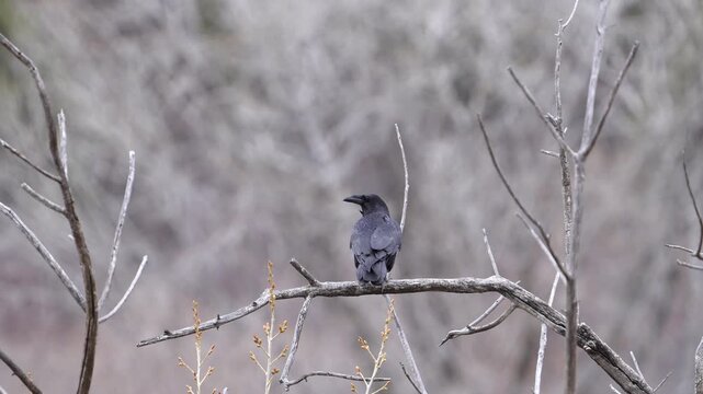 Raven perched in a tree then turning to fly away after it poops in slow motion.