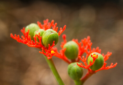 USA, Hawaii, Oahu.  Buddha belly plant (Jatropha podagrica Hook). in the Ho'omaluhia Botanical Garden
