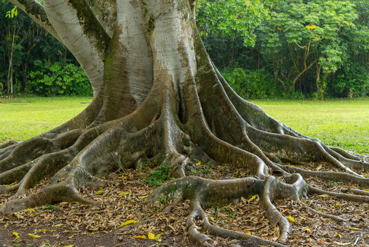 USA, Hawaii, Oahu. Tree trunks in the Ho'omaluhia Botanical Garden