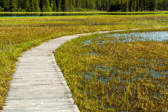  Canada, BC, Smithers.  Boardwalk across boggy marsh in Silverthorn Recreation Site