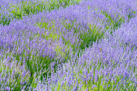 Canada, BC, Saltspring Island