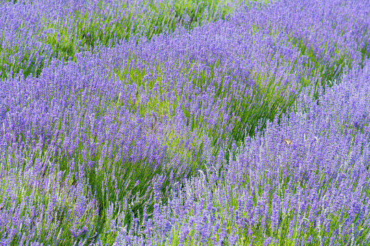 Canada, BC, Saltspring Island. Field of Lavender