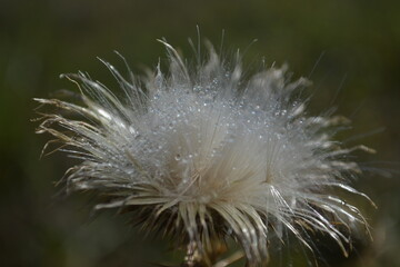 Obraz premium Dew-kissed Thistle Seed Head with Water Droplets.
