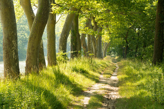 EU; France; Labastide d'Anjou. Plane trees (Platanus &times; hispanica) and tow path beside the Canal du Midi.  