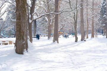 輝く雪と冬木立、陽光が彩る白い公園の風景