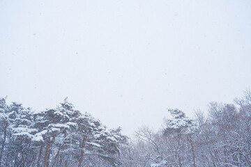 舞い降りる雪、冬の木々が織りなす幻想的な世界