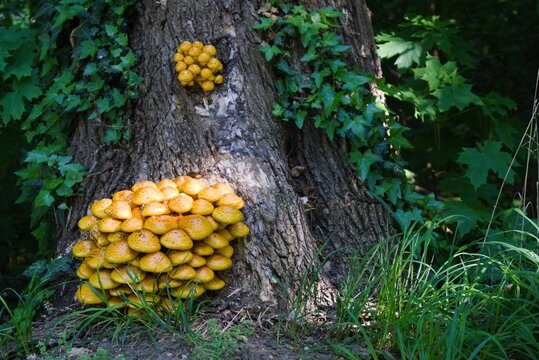 POLYPORES ON A BARK TREE