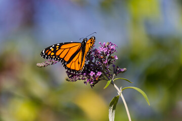 Fototapeta premium Monarch butterfly (Danaus plexippus) gathering fuel for its fall migration on a vibrant purple wildflower in Southern Ontario, Canada