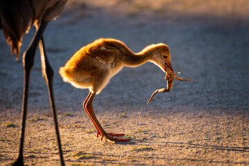 Close-up of a juvenile Sandhill Crane (Grus canadensis) in Orlando Wetlands is displaying early foraging behavior with a captured frog in its beak. © Teresa