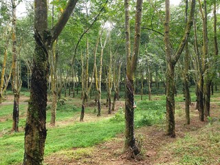 Naklejka premium Greenery aerial view of rubber tree park at outdoor with blurred background. Argiculture panorama videography concept design. Industrial tree. Horizontal footage video.