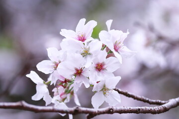 春の光を浴びる桜