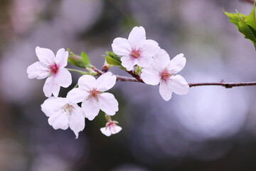 春の光を浴びる桜