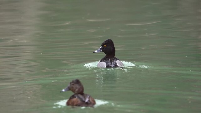 Ring-necked Ducks swimming in a pond in southern Utah in slow motion.