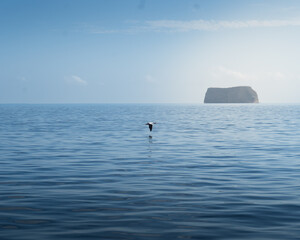 Obraz premium Sula granti of a surfer