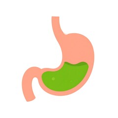 Fototapeta premium A simple illustration of a human stomach with green contents