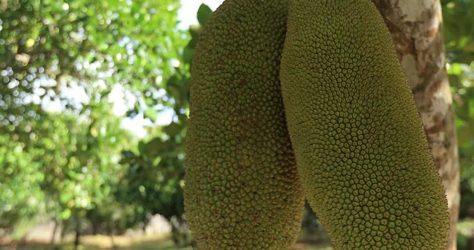 Green jackfruit grow on the Jackfruit tree