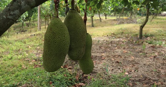 Green jackfruit grow on the Jackfruit tree