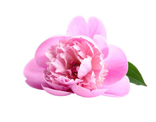 Pink peony flower isolated on white background close-up shot.