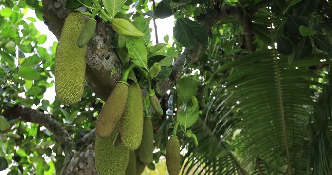 Green jackfruit grow on the Jackfruit tree