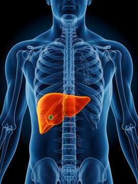 3D render of a human male body with a highlighted orange liver and a gallstone, depicted within a translucent blue skeletal and circulatory system on a dark background.