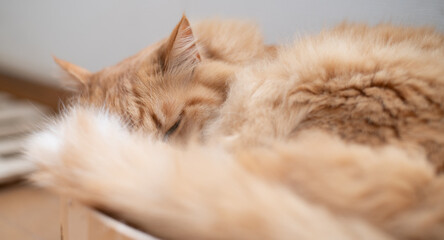 窓辺でくつろぐ可愛い猫 © rai