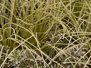 Obraz premium Allaround ornamental grass setups that beautify environments and withstand dry conditions effectively