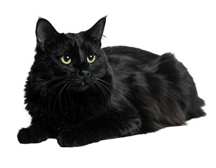 Elegant black cat with captivating eyes isolated on white background.