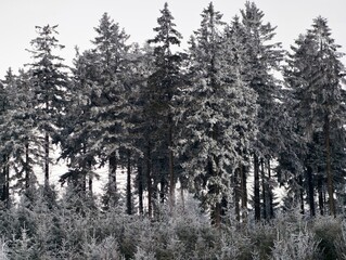 Wintery dense conifer grouping. Clumped snowdusted spruce trees with thick boughs and shadows