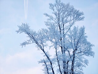 Contrasting organic branches with precise aircraft trails evoke sense of motion and tranquility