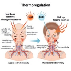 Fototapeta premium Thermoregulation process in human body: heat and cold response