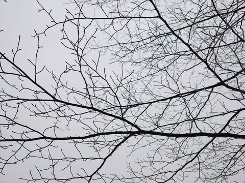 Minimalist photograph featuring leafless branches with somber overcast background for design projects